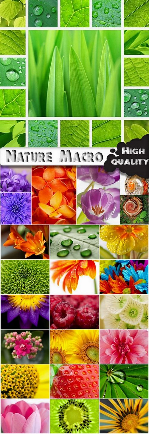 Nature Macro photography stock images - 25 HQ Jpg