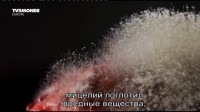     ? / Les champignons pourront-ils sauver le monde? (2013) DVB