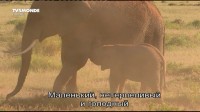    / Parc national d'Amboseli (2013) DVB