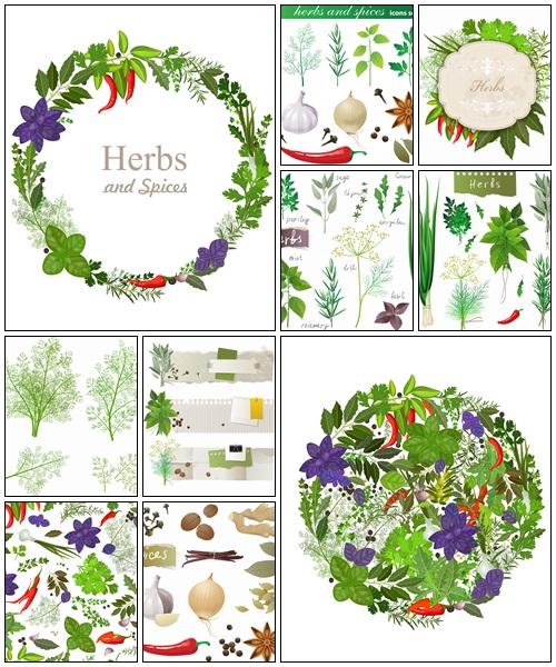Herbs and spices on white  - vector stock