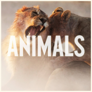Maroon 5 - Animals (Single) (2014)
