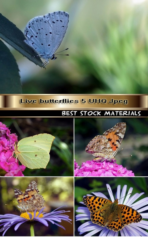 Live butterflies 5 UHQ Jpeg