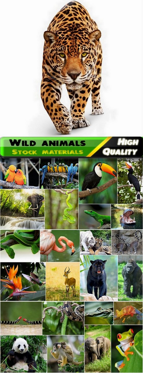 Wild animals in the jungle Stock images - 25 HQ jpg