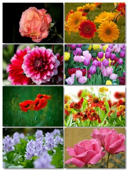 Коллекция прекрасных фото цветов для рабочего стола выпуск 43