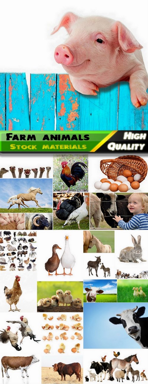Farm animals and livestock Stock images - 25 HQ Jpg