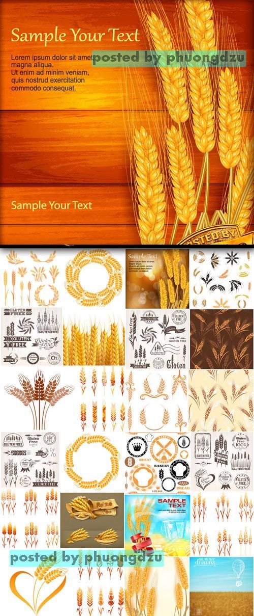 Wheat Ears Vector colection part 1