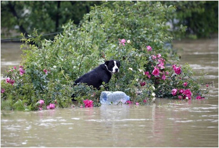 Число жертв балканского наводнения продолжает возрастать
