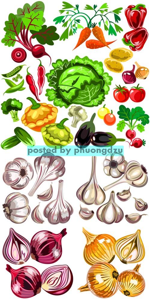 Vegetables vector, onions, garlic 4