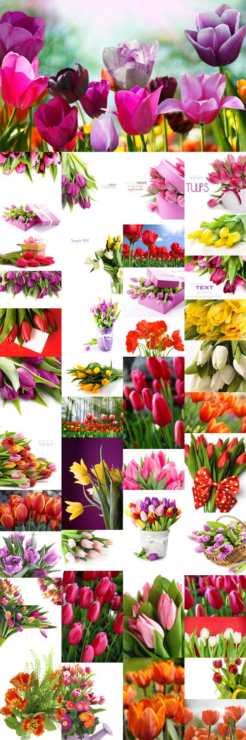 Stock photo Amazing tulips