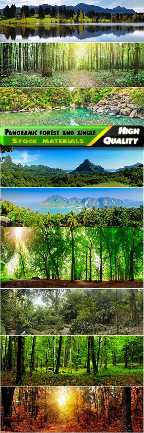 Panoramic forest and jungle Stock images - 25 HQ Jpg