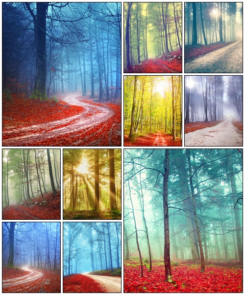 Mysterious forest road - Stock Photo