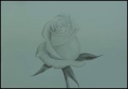  Белая роза карандашом (2014)
