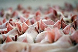 В Любанском районе на свиноферме задохнулись 536 животных