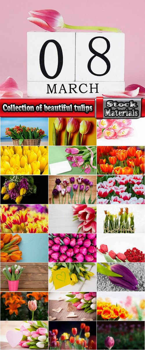Collection of beautiful tulips 25 HQ Jpeg