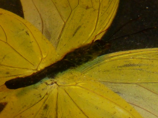 Бабочки №86 - Оранжево-жёлтая Бабочка (ixias pyrene)
