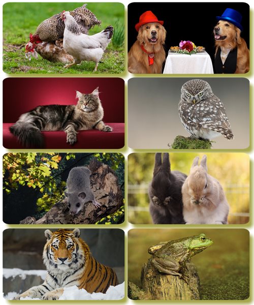 Забавные животные - Коллекция фото обоев (часть 68)