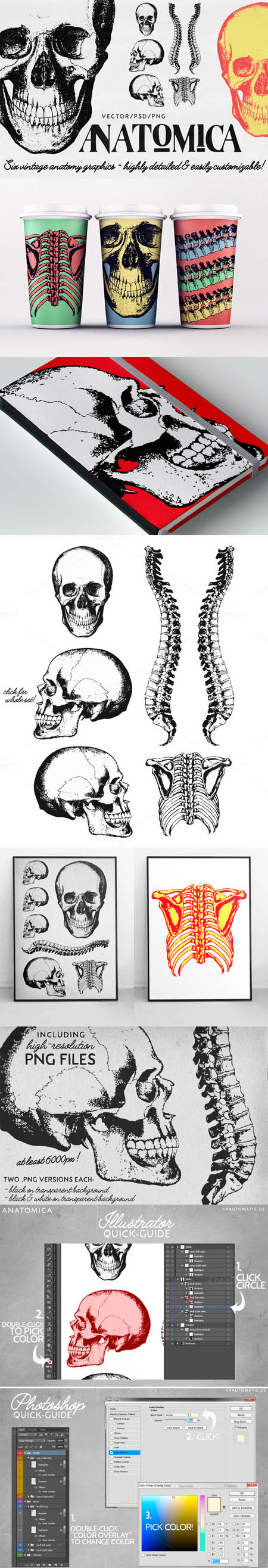 CM - ANATOMICA - vector/psd graphics pack 452779