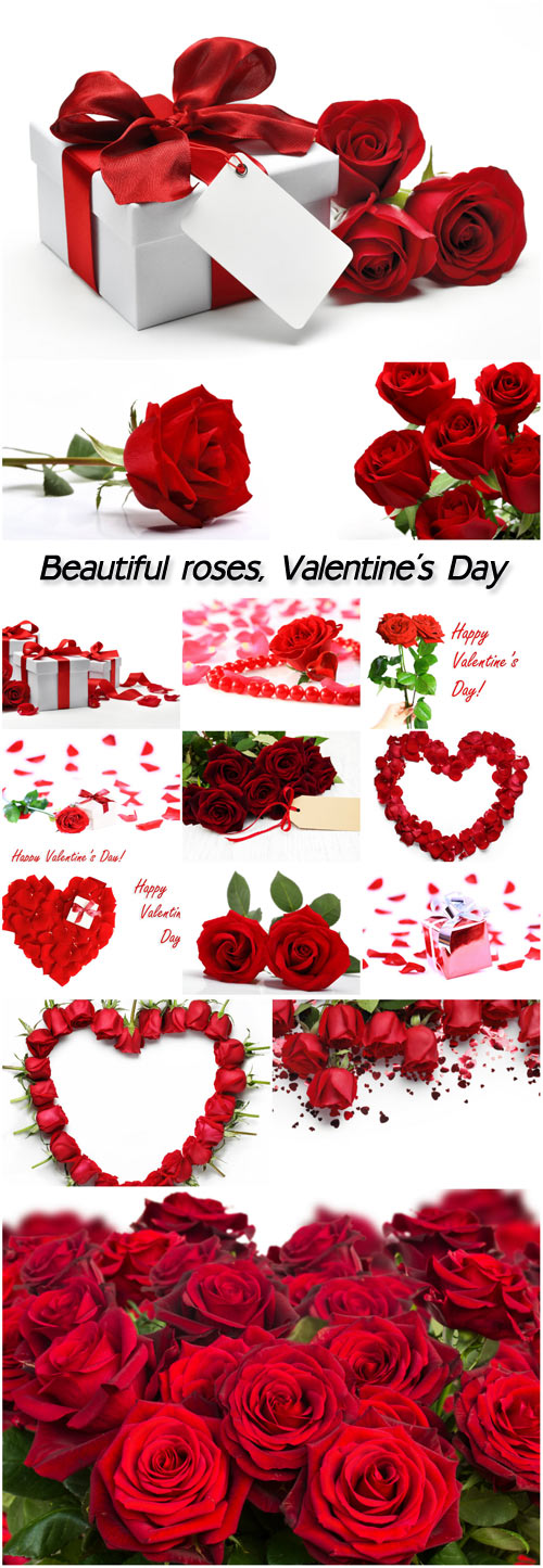 Beautiful roses, Valentine's Day